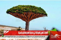 الامارات تسعى للسيطرة على محمية كسم بسقطرى اليمنية